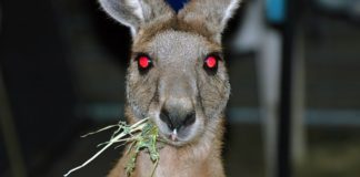 20 gute Gründe NICHT nach Australien zu kommen