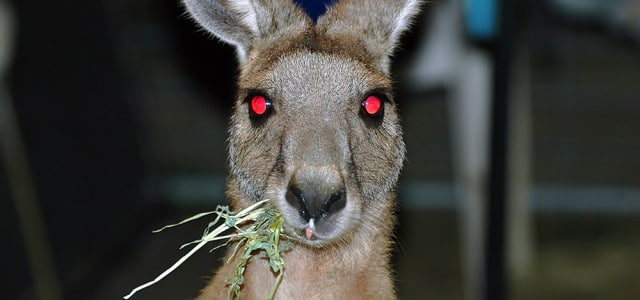 20 gute Gründe NICHT nach Australien zu kommen