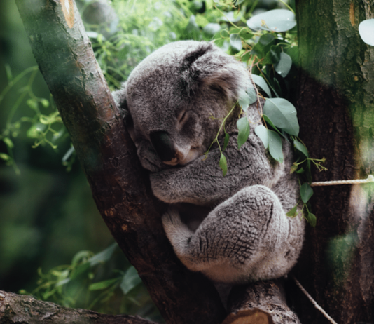 Koalas: Die entspanntesten Tiere in Australien