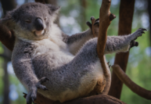 7 interessante Fakten über Koalas