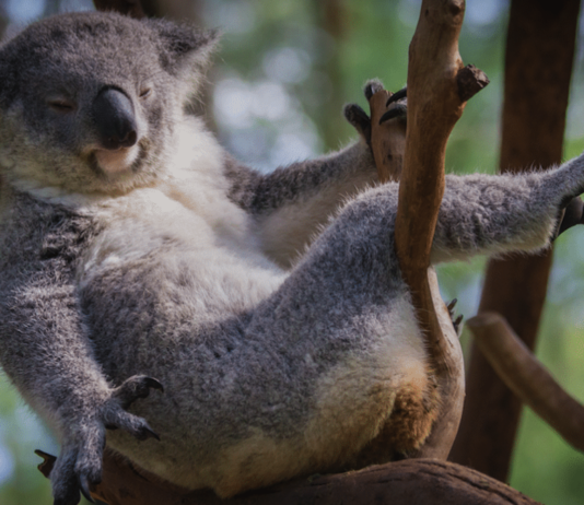 7 interessante Fakten über Koalas