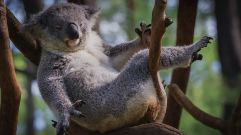 7 interessante Fakten über Koalas