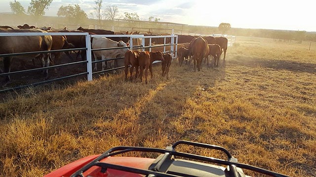 Bullen en Australien