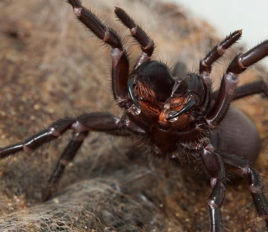 Die gefährlichsten Spinnen in Australien: Das große Spinnen Quiz
