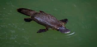 Das Schnabeltier in Australien (Platypus) Platypus Australien