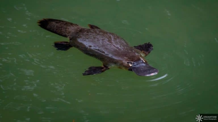 Das Schnabeltier in Australien (Platypus)