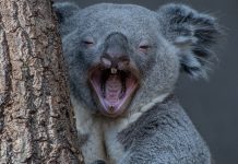 20 verrückte Fakten über Australian