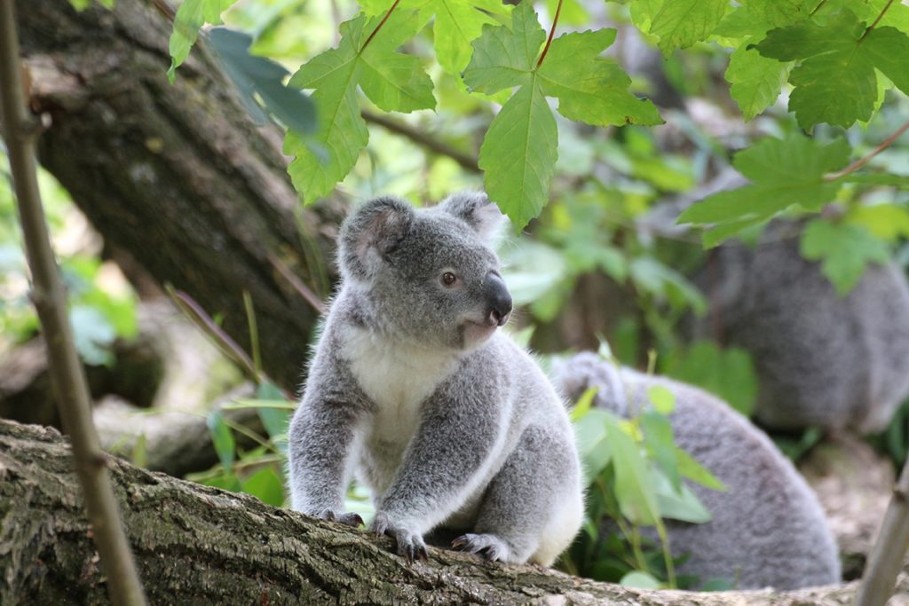 koala australien