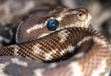 Ratgeber zu Schlangen in Australien: Arten, Sicherheit und Statistiken