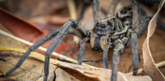 Spinnen in Australien: Kompletter Leitfaden