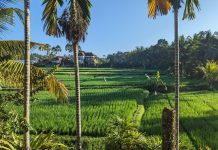 Bali Guide: Das solltest du nicht verpassen und Tipps für günstige Reisen bali guide
