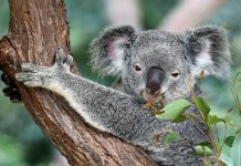 Unglaubliche Geschichten über Koalas – Australien
