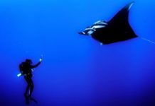Tauchen in Australien – Die besten Plätze