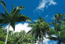 Wohnmobil & Camper in Cairns mieten cairns-australien