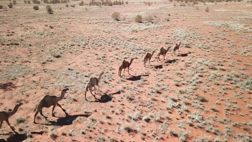 Kamele mitten in der Wüste für den Uluru Camel Cup in Australien