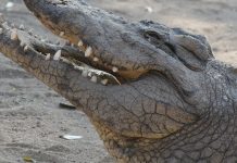 Krokodile in Australien