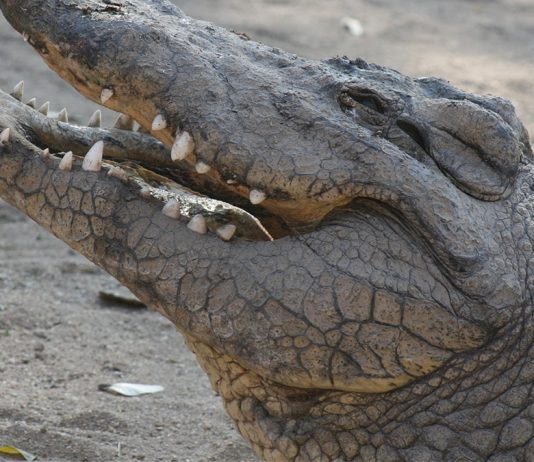 Krokodile in Australien