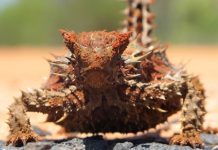 Die Tierwelt Australiens: Einzigartige Kreaturen