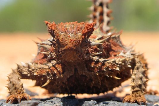 Die Tierwelt Australiens: Einzigartige Kreaturen