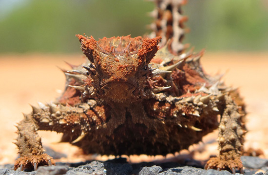 Die Tierwelt Australiens: Einzigartige Kreaturen