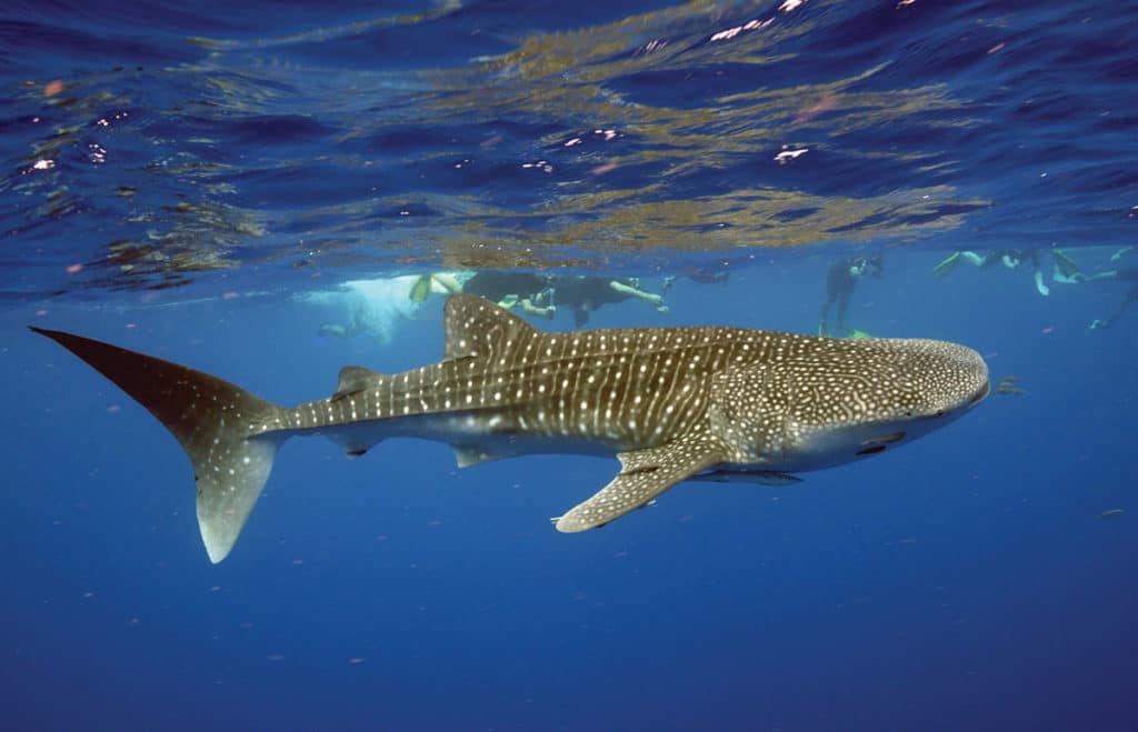 Walhai beim Schwimmen im Wasser mit Menschen am Ningaloo Reef