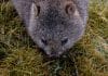 10 lustige Fakten über Wombats