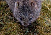10 lustige Fakten über Wombats