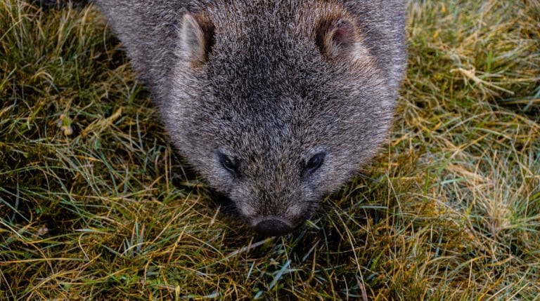 10 lustige Fakten über Wombats