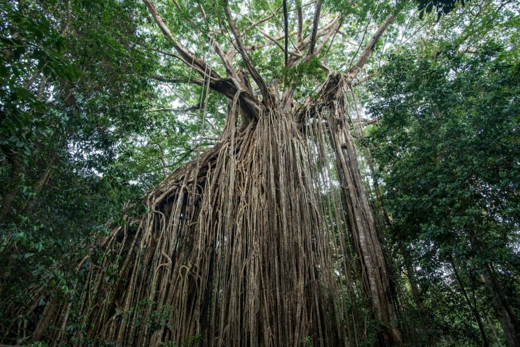 Atherton Tablelands australia