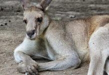 Unglaubliche Känguru Fakten und Informationen
