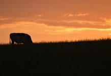 88 Tage lang auf einer Rinderfarm in Australien arbeiten