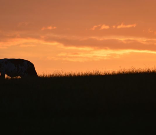 88 Tage lang auf einer Rinderfarm in Australien arbeiten