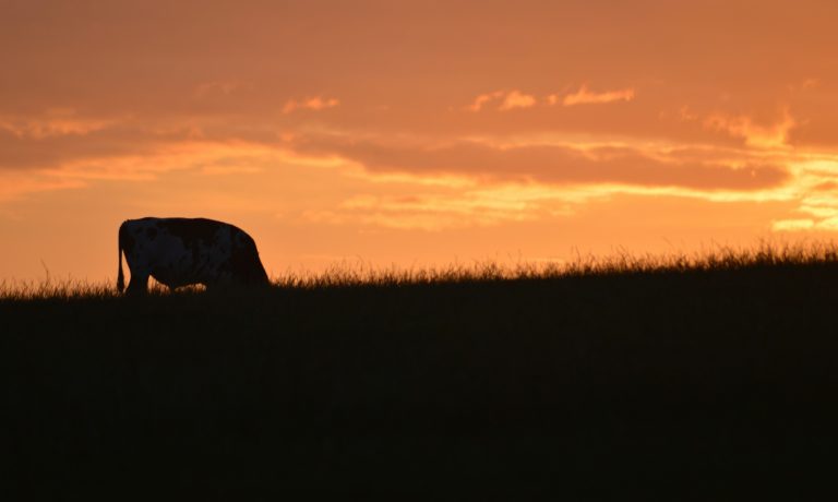 88 Tage lang auf einer Rinderfarm in Australien arbeiten