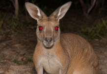 Gute Gründe NICHT nach Australien zu kommen