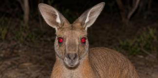 Gute Gründe NICHT nach Australien zu kommen
