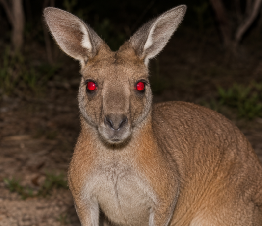 Gute Gründe NICHT nach Australien zu kommen